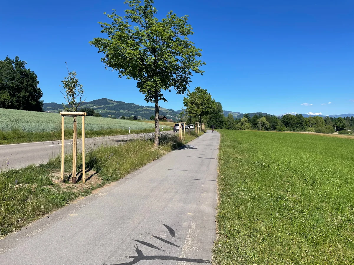 Entlang der Rütistrasse in Bubikon wurden 32 neue Strassenbäume gepflanzt. Entlang der Rütistrasse in Bubikon wurden 32 neue Strassenbäume gepflanzt.
